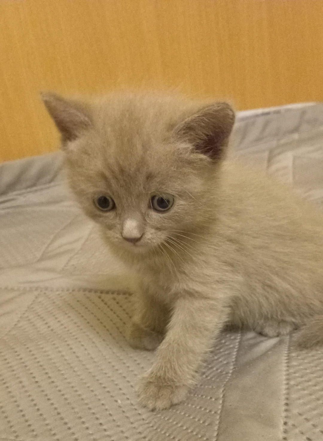 Котята британские