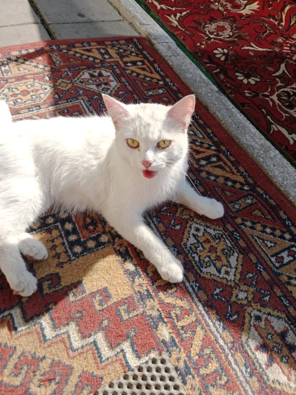 Одадим  бесплатно Кошечку