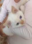 Котенок домашний