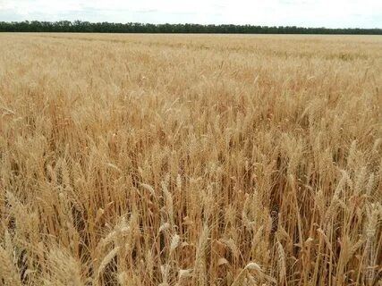 Продам землю в Оренбургской области