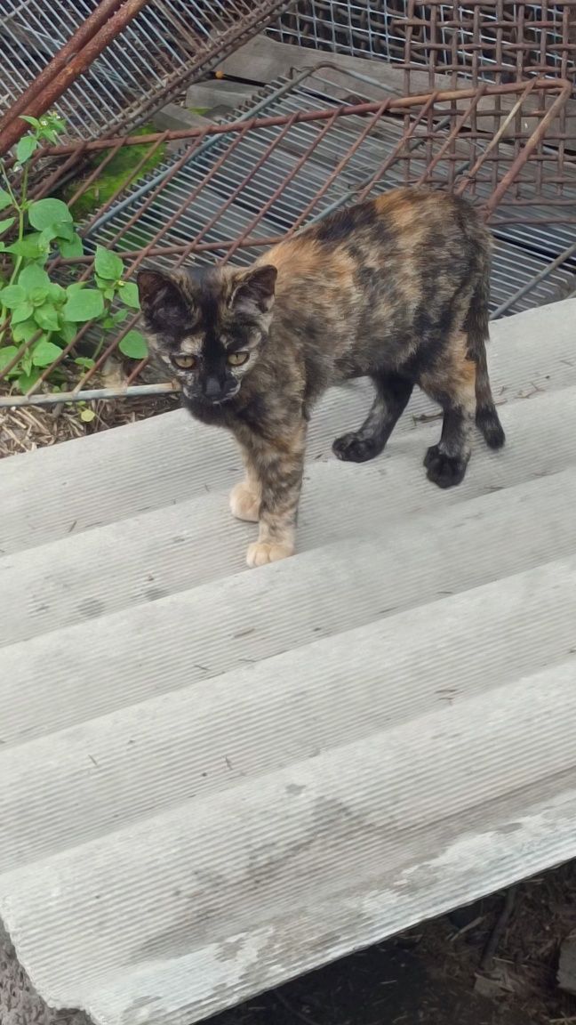 Милые котята, неизвестной породы