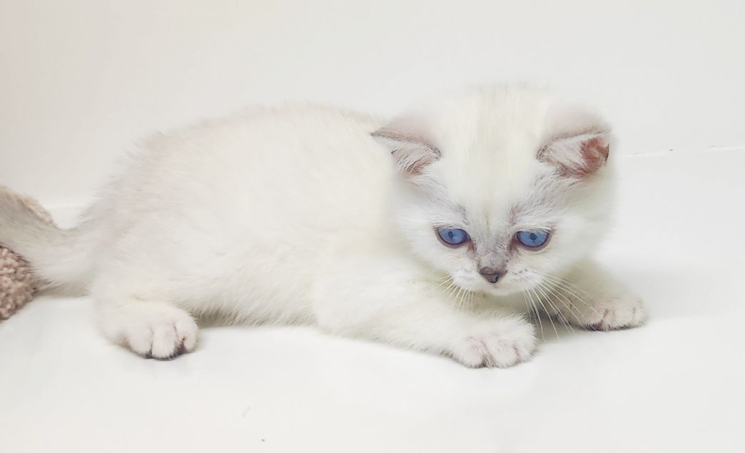 КоТик и коШечкА брИтаНскИе голУбоглАзые