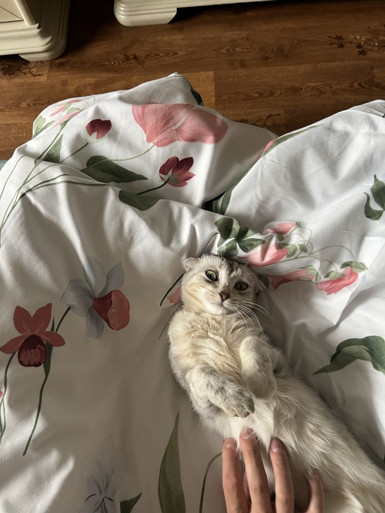 Кошка и котенок бесплатно