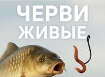Черви, червяк - Рыболовный дождивой живой натуральный