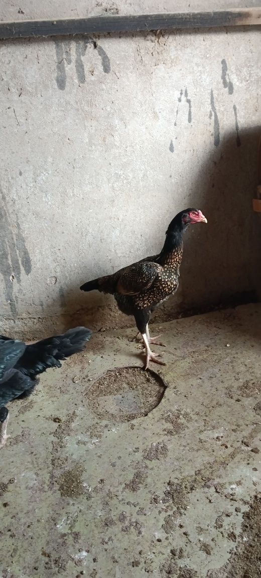 Продам  курочку .