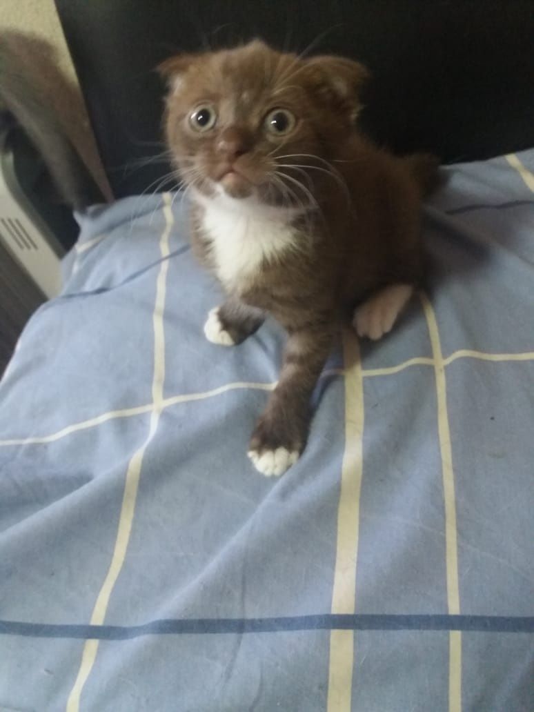 котенок шотландский
