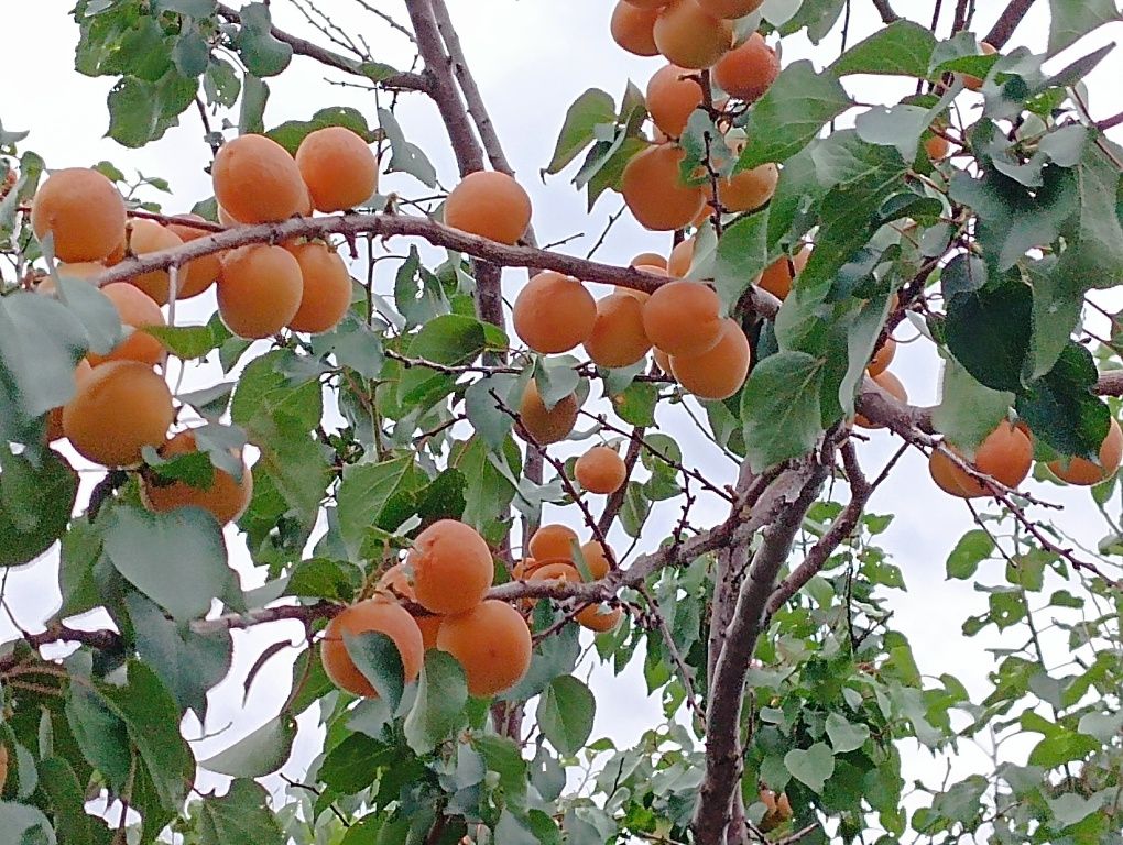 Абрикосы сочные.