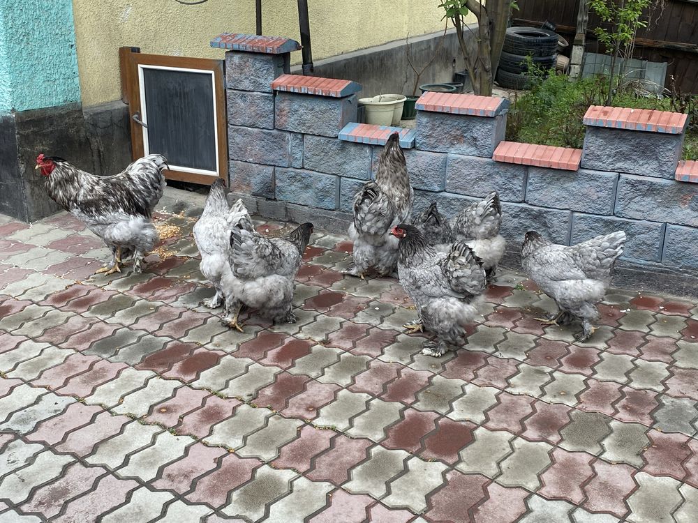 Инкубационные яицо. Брама Голубая.