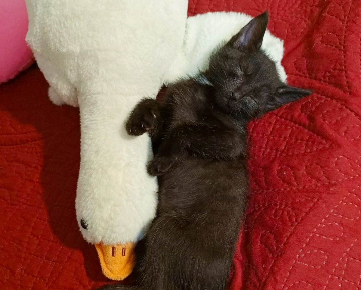 Маленькие котята