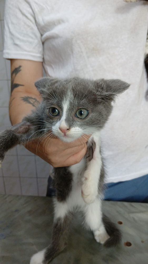 Ищут дом 2 девочки котенка