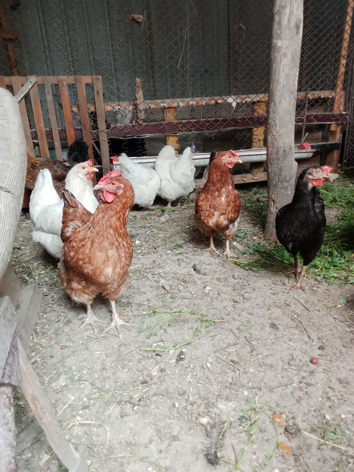 Продам домашних куреи