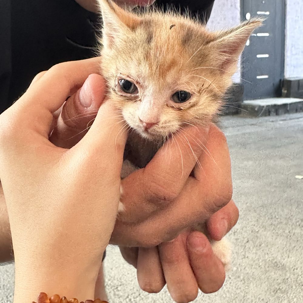 Котята бесплатно