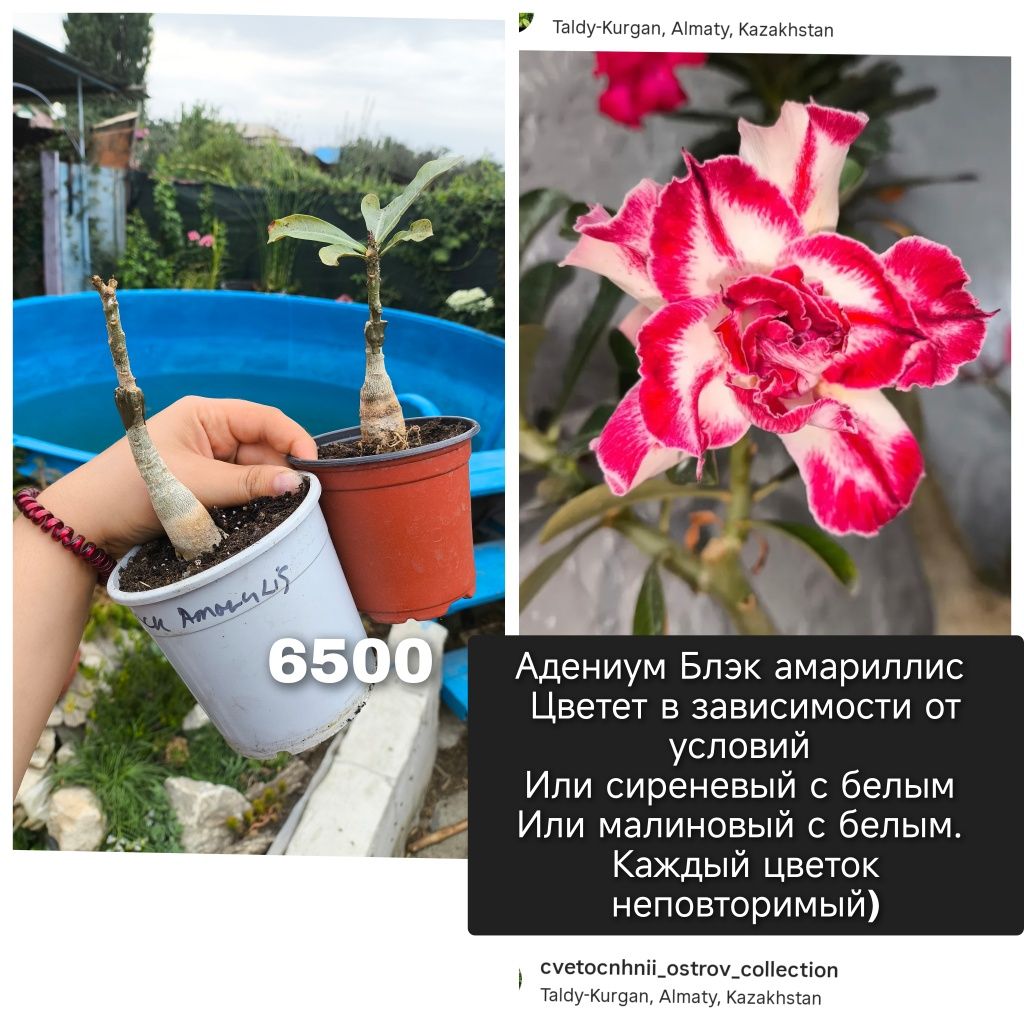 Адениумы привитые сортовые. Адениум