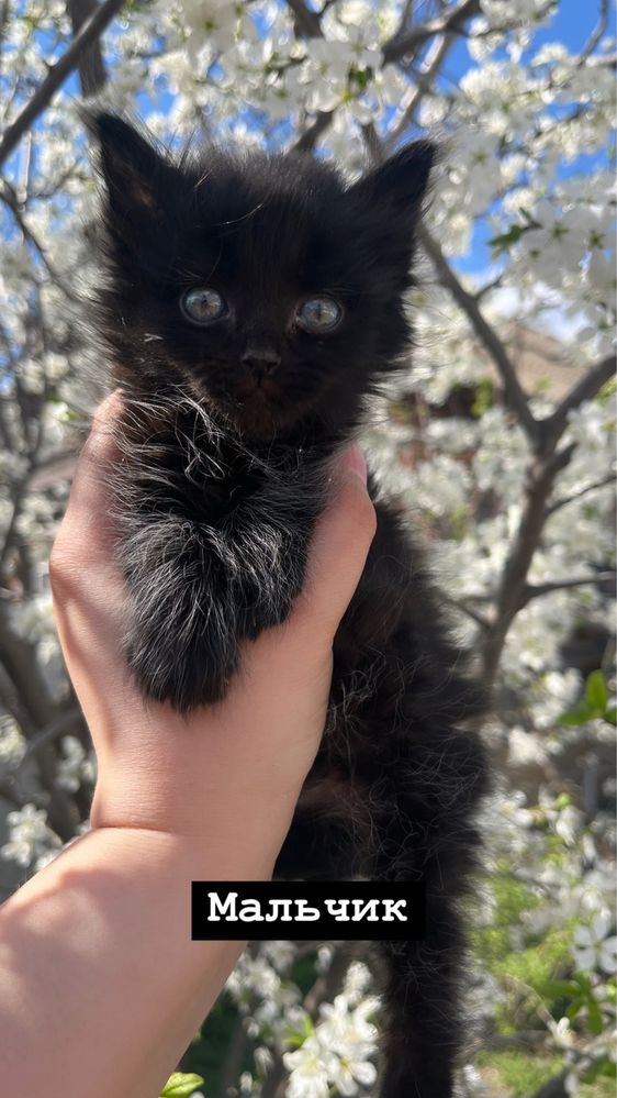 Отдам котят! В добрые руки!