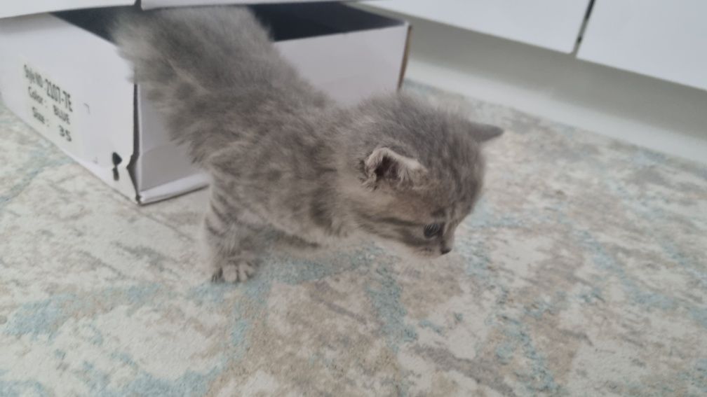 Котенок пушистый, подчиняеться приказам,не кусаеться просто играеться