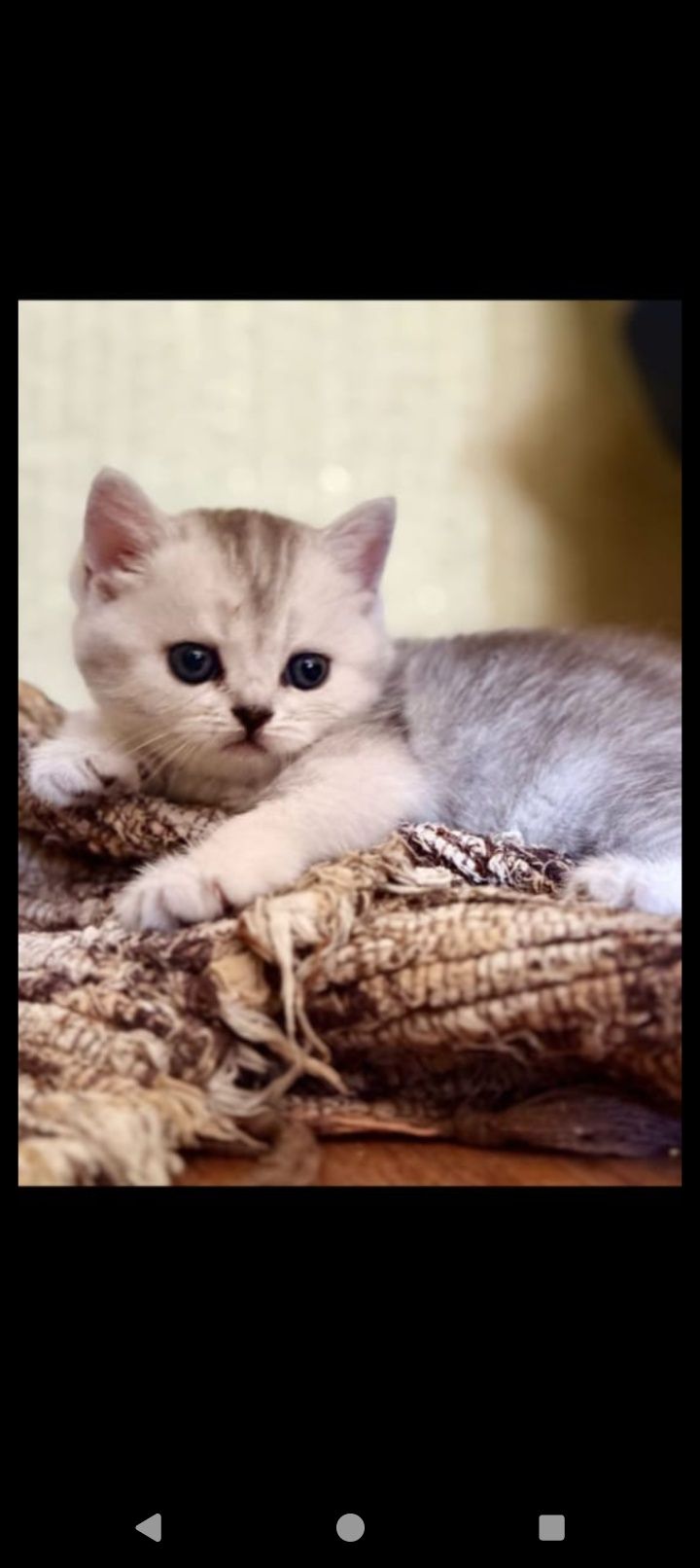 Продам шотландскую кошечку скотиш страйт с документами.
