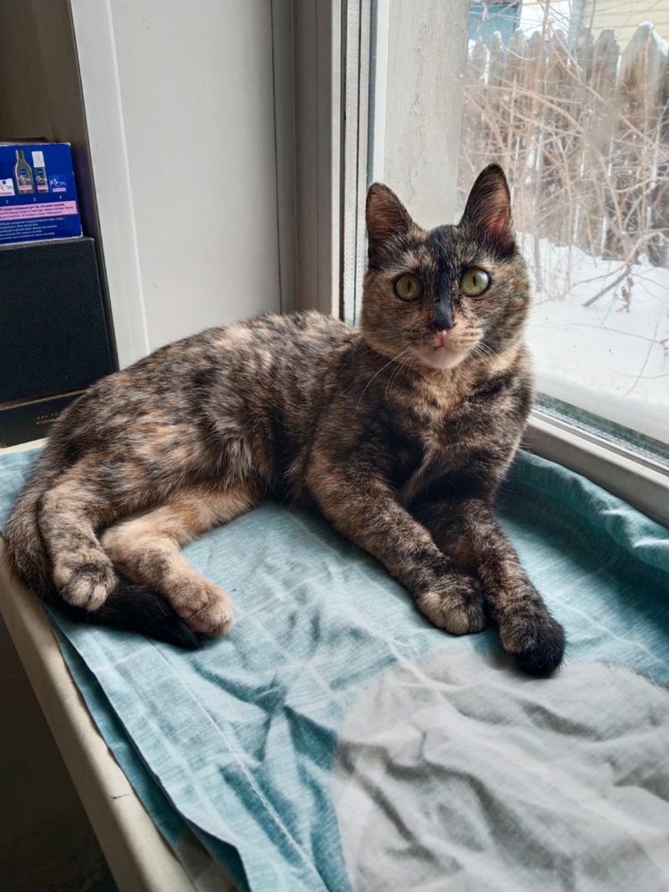 Котёнок два месяца