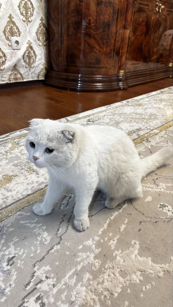 Продам кошку пародистую