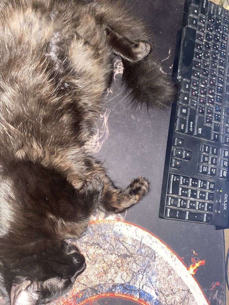 Котенок Чип ,в добрые руки