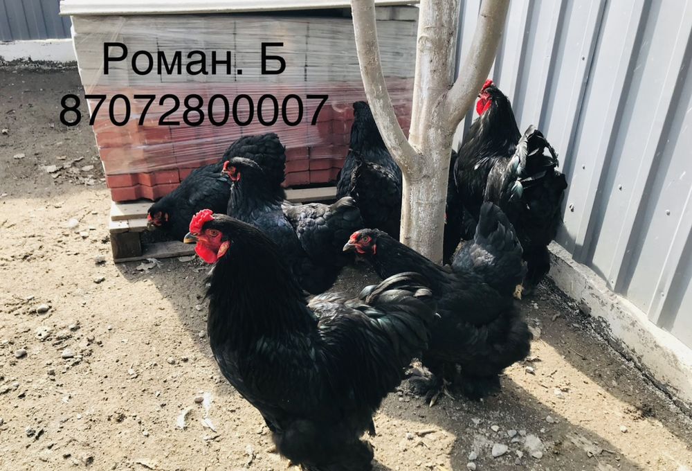Инкубационные яйцо. Черная брама