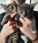 Отдам котят в добрые руки :3