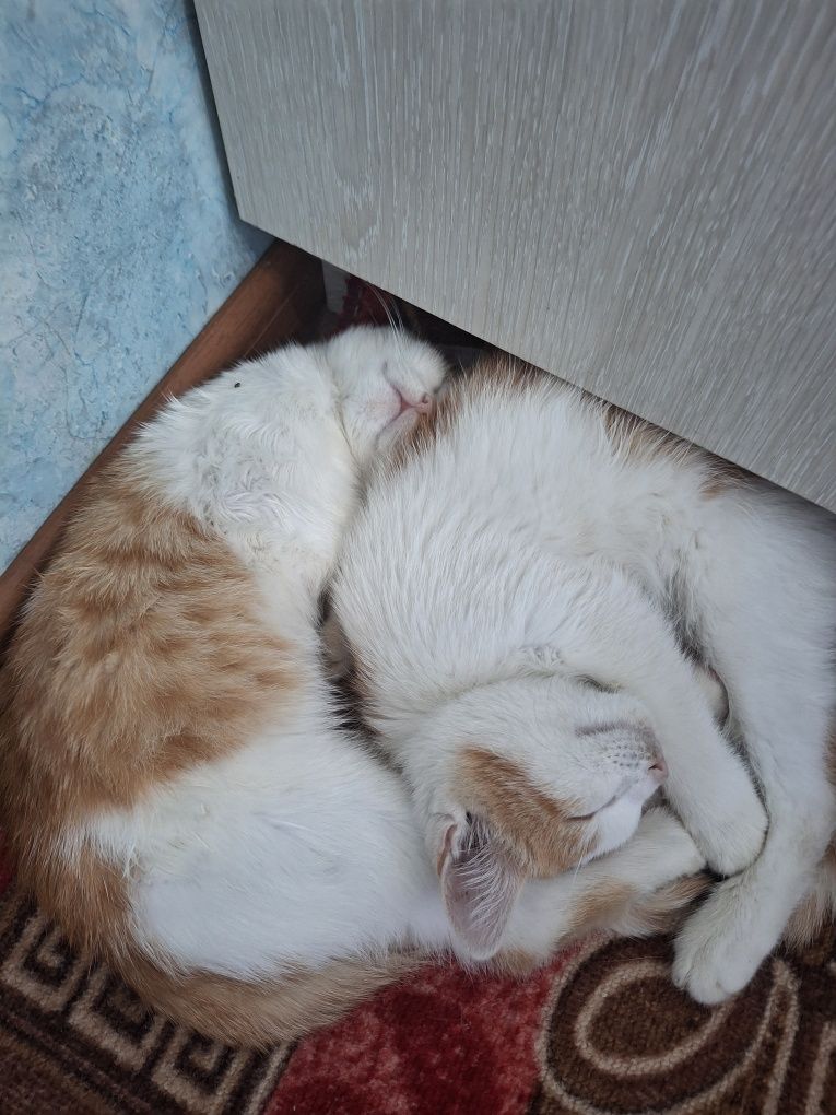 Ласковые, милые котята ищут добрых хозяев