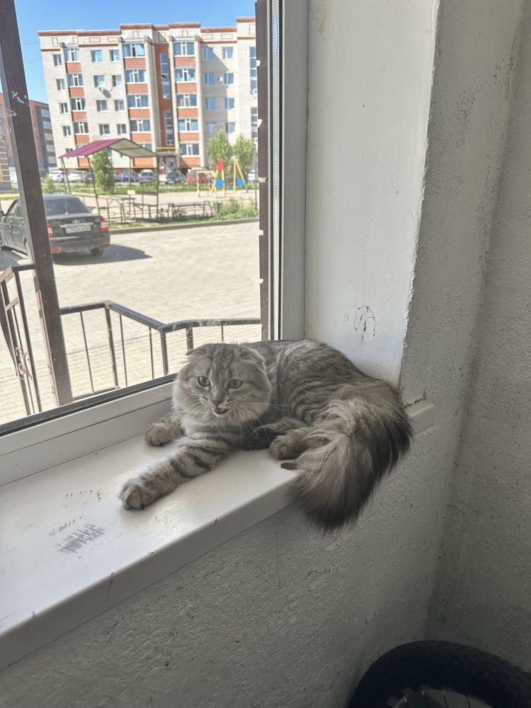 Здесь гуляет кошка или кот не знаю, с виду домашний