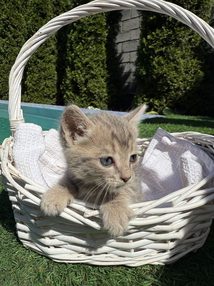 Вислоухие котята