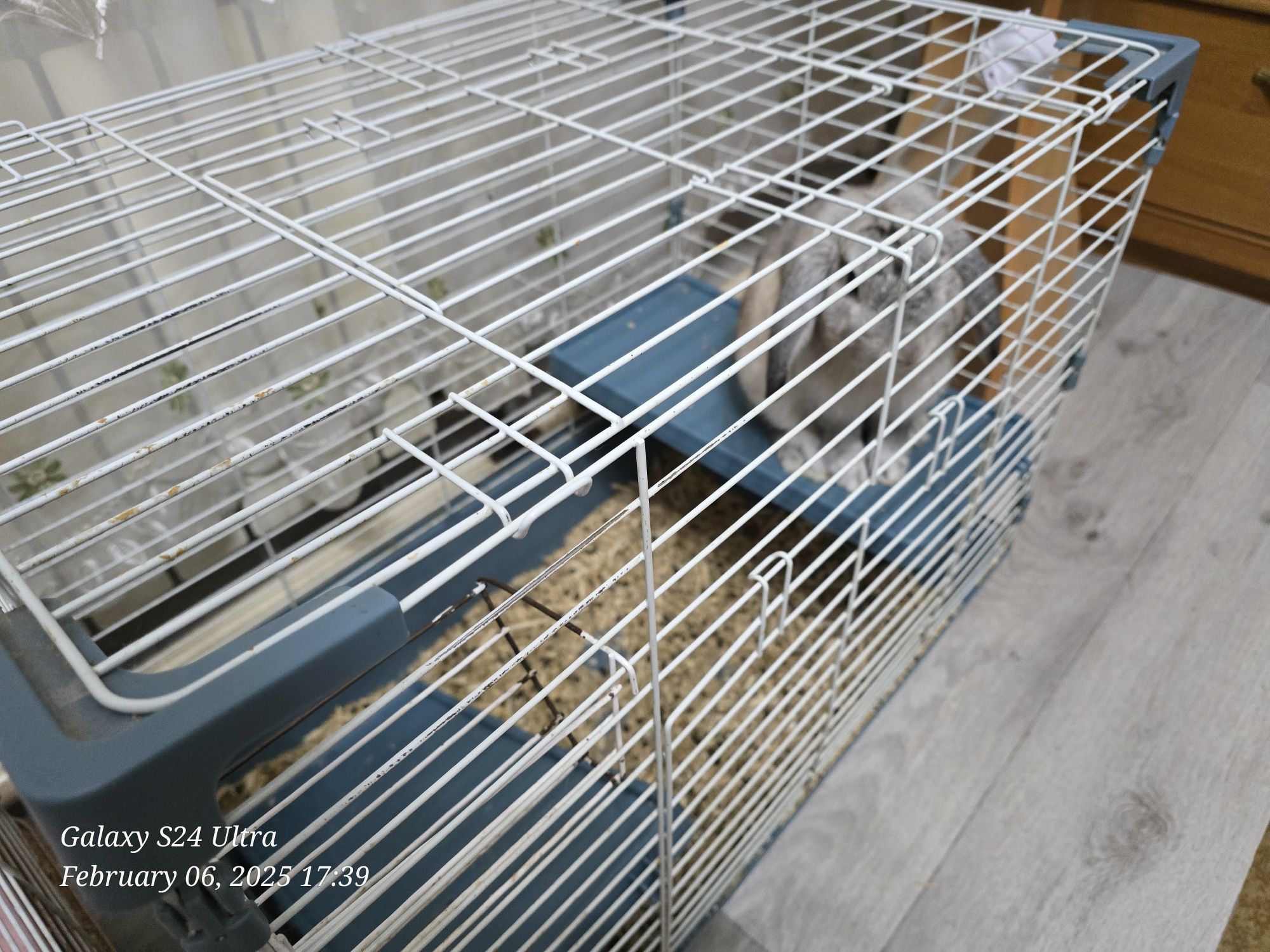Продам декоративных кроликов с клетками.