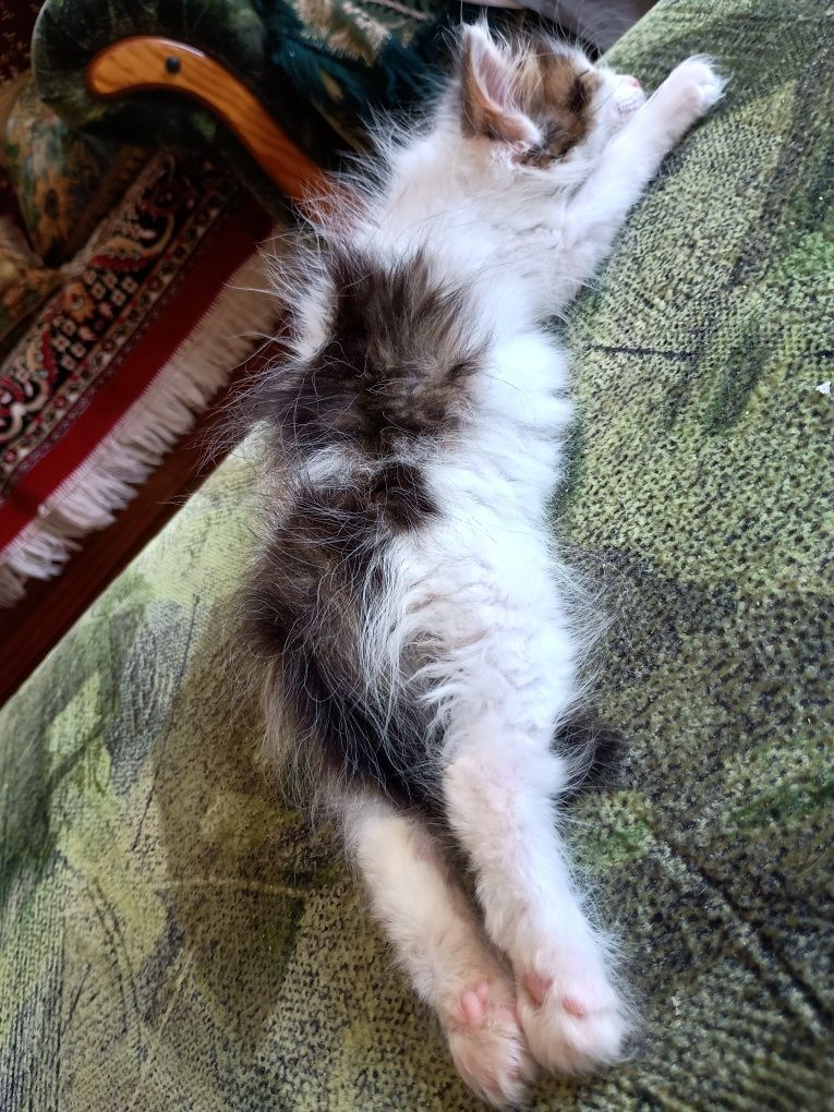 Породистые котятки!!!