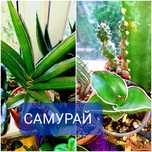 Сансевиерия Сансевьера Цветы Растения комнатные