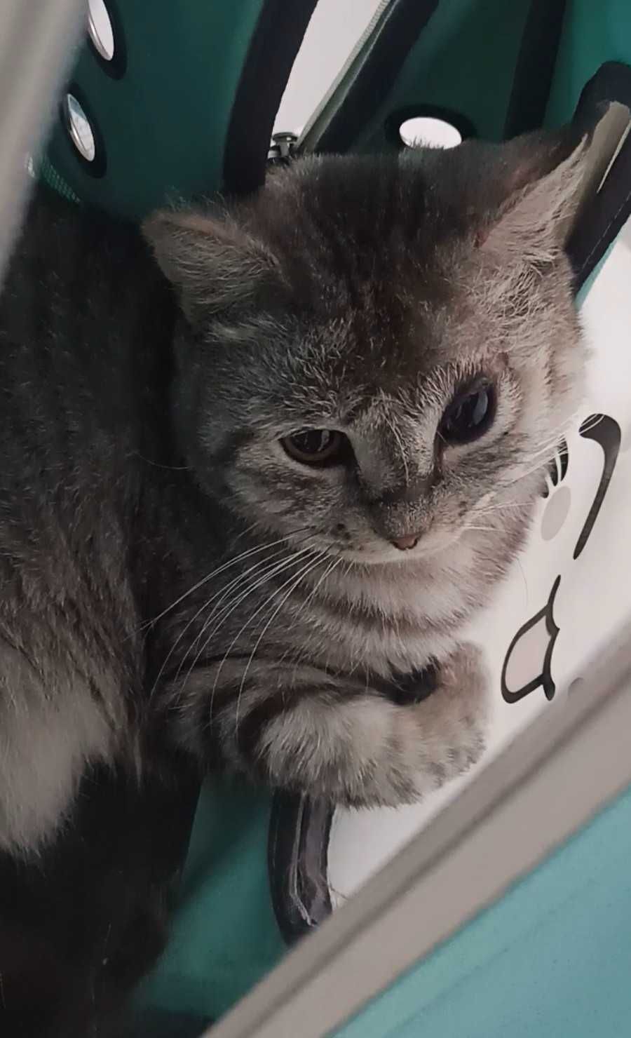Красивый котик ищет дом