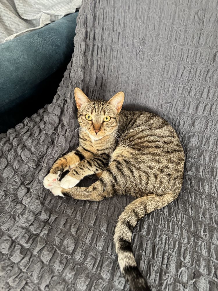 Кошка в добрые руки Астана