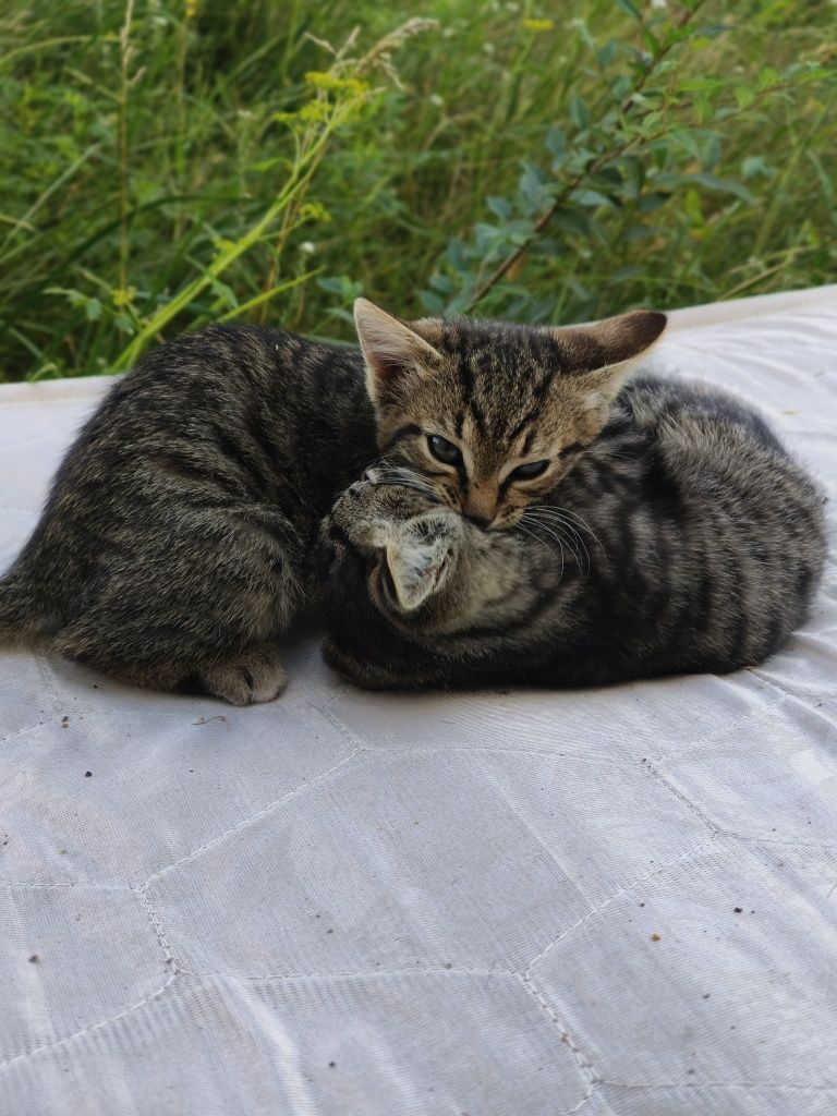 Котята ищут заботливых хозяев!
