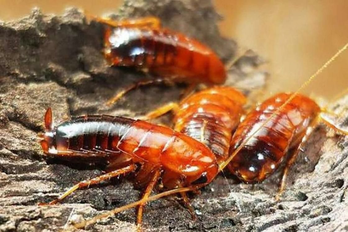 Кормовые насекомые
