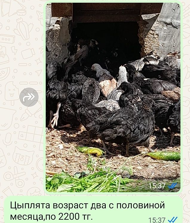 Цыплята,молодки,петухи