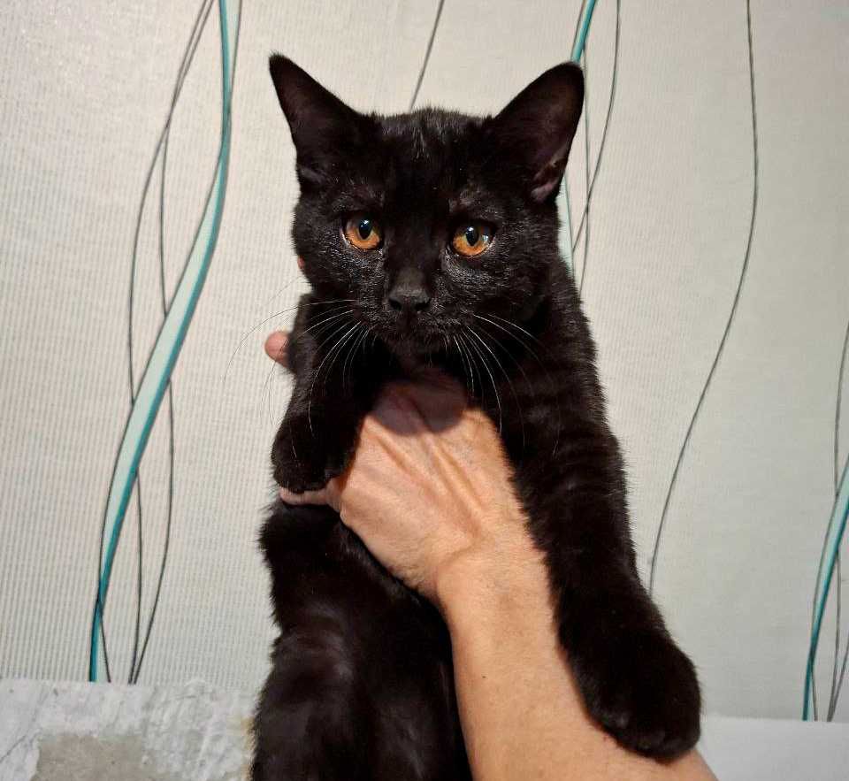 Отдам милых котят в хорошие руки!