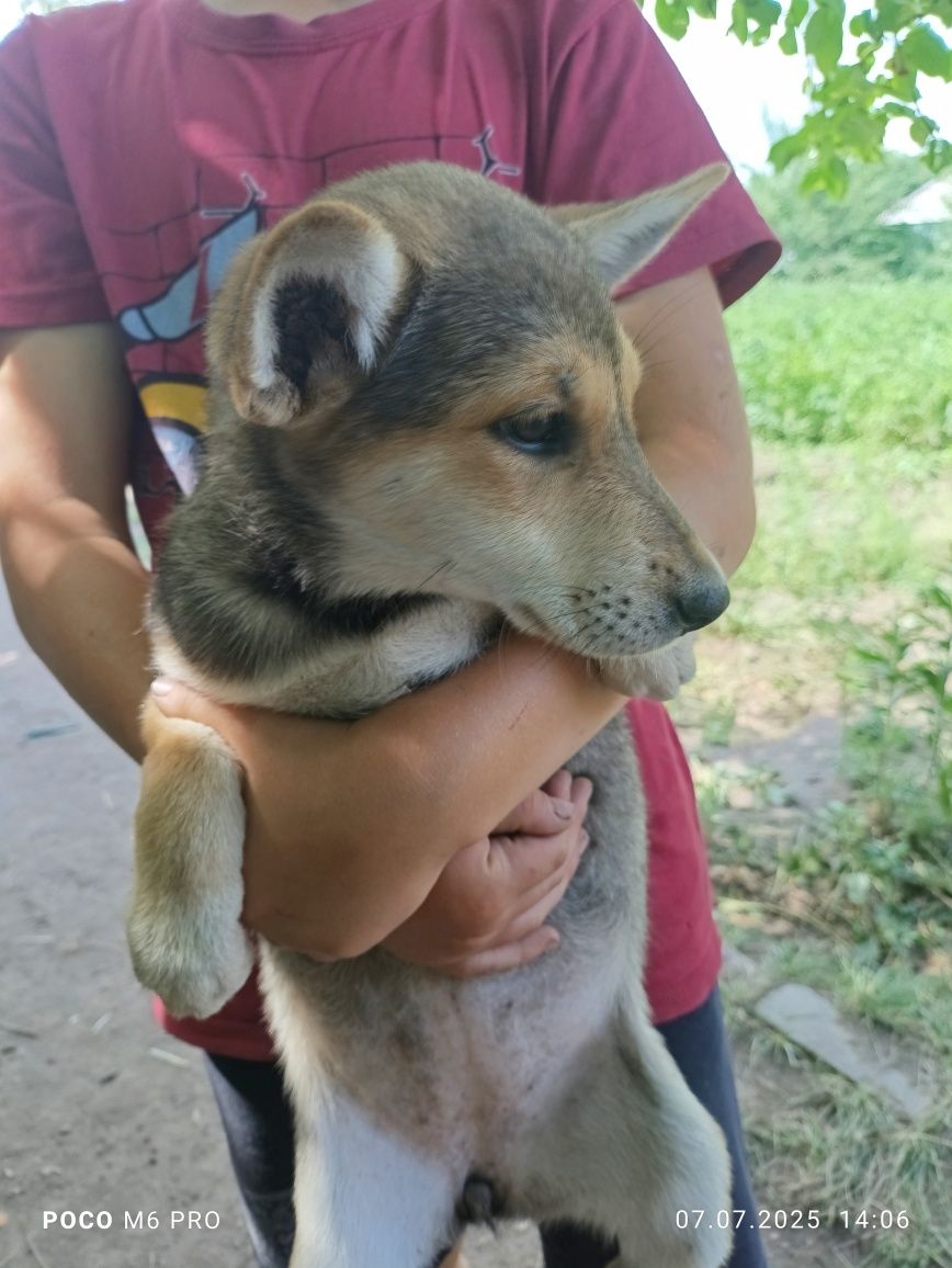 Срочно отдам щенят девочки бобровкаа
