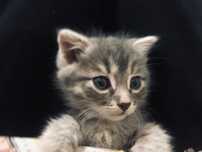 кошка, 3.5 месяц