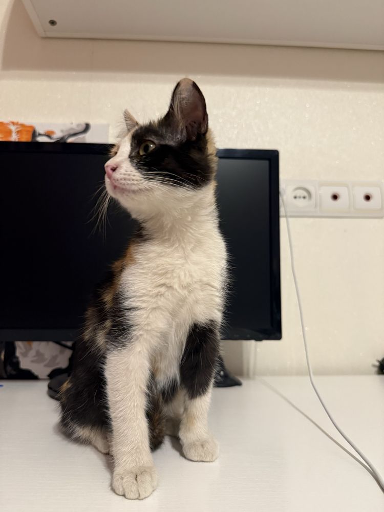 Отдам котенка в добрые руки!