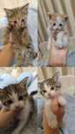 Отдам котенка . Возраст 1 месяц