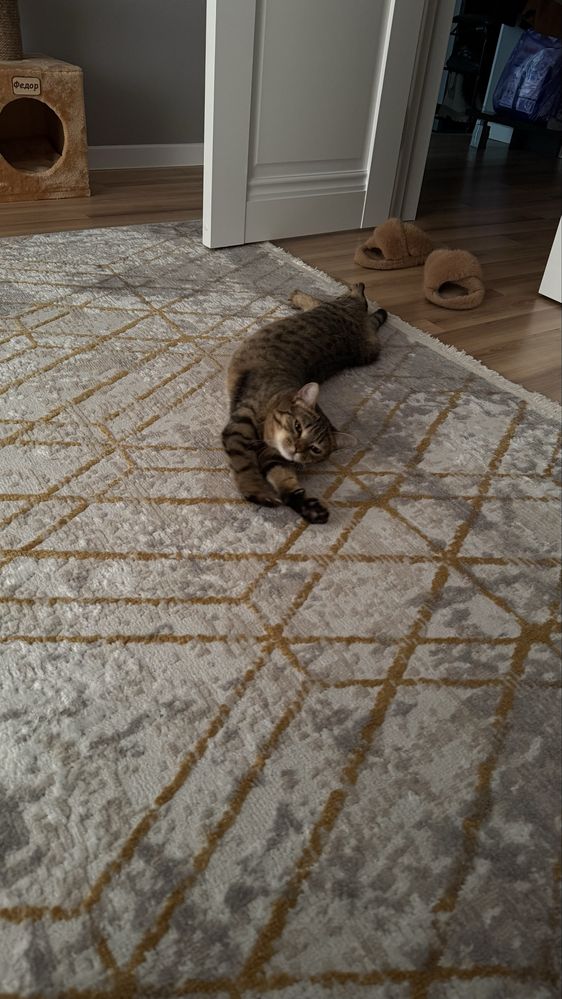 Отдам котика молодого ( 1год)