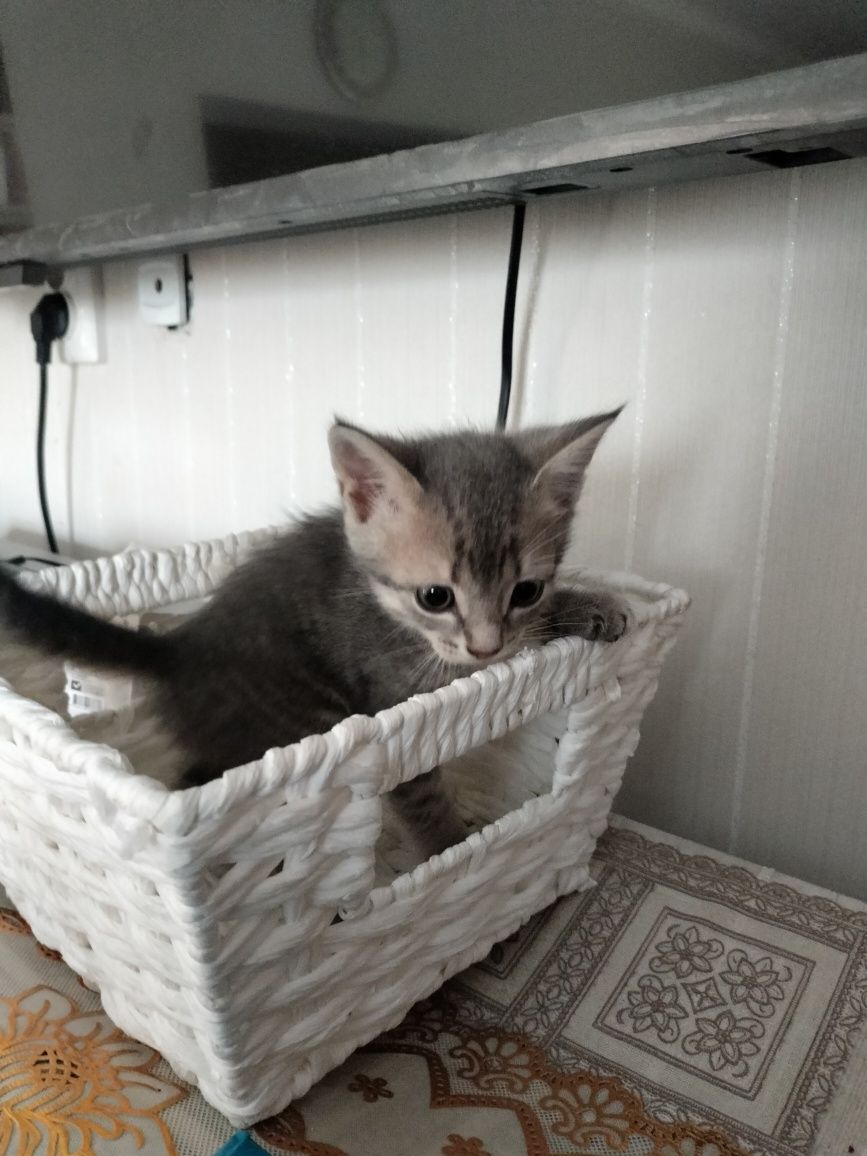 Отдам котят в добрые руки