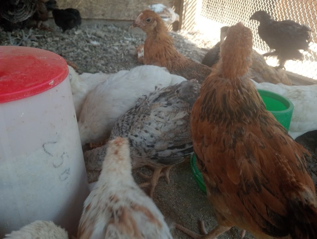 Продам цыплят домашних