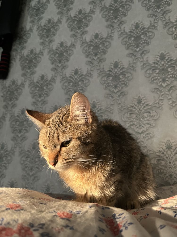 Отдам Котенка в хорошее руки