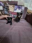 Котенок  девочка