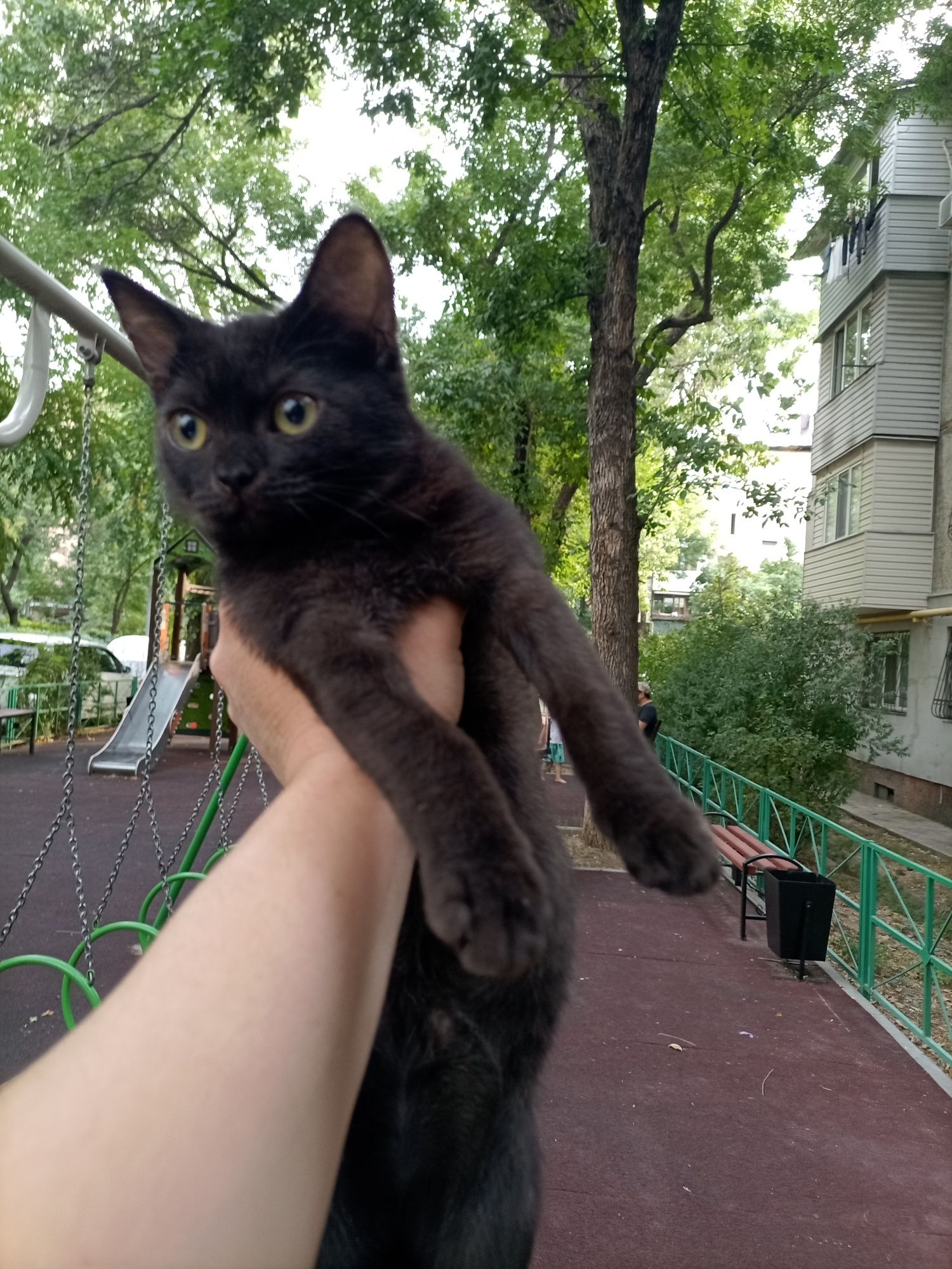 Котёнок мальчик.