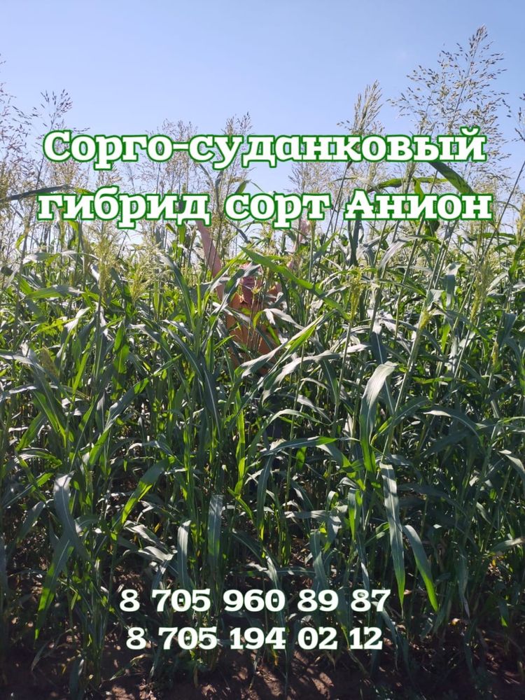 Семена:Сорго Суданка Кострец Донник Эспарцет Люцерна Вика Фацелия Лён