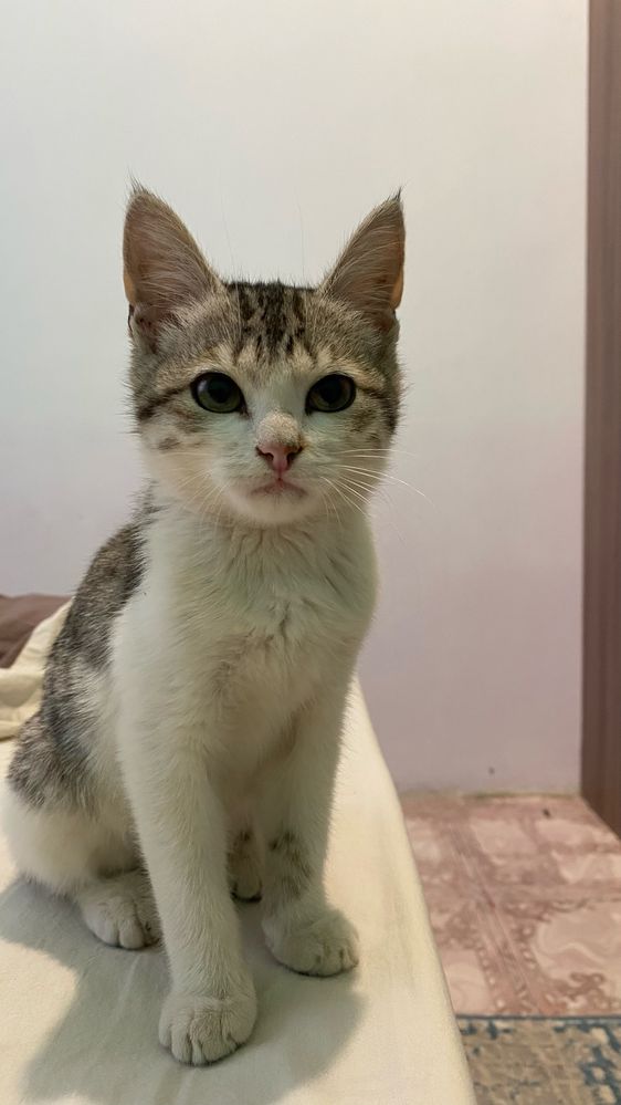 Отдам котенка в добрые руки