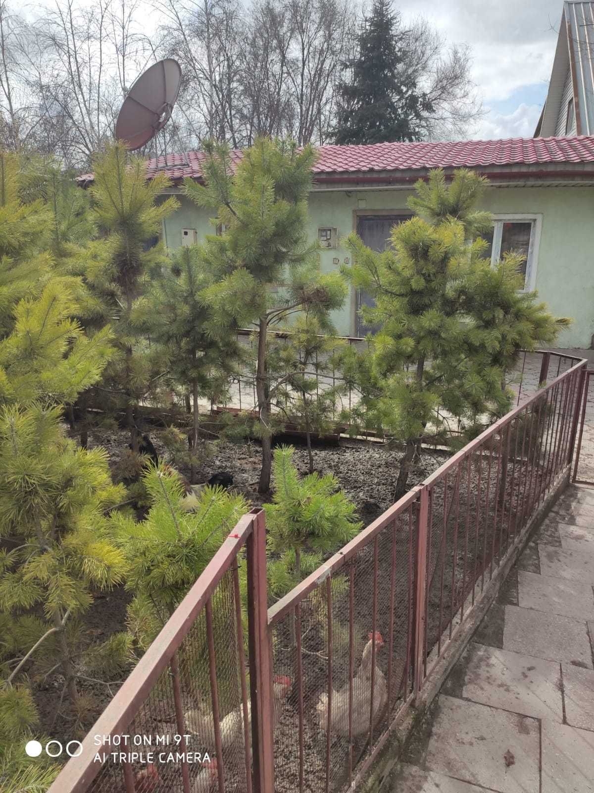 Продаем сосны с комом земли от 1 метра до 7 метров